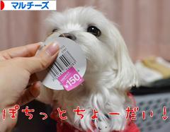 にほんブログ村 犬ブログ マルチーズへ