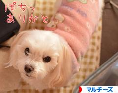 にほんブログ村 犬ブログ マルチーズへ