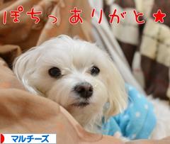 にほんブログ村 犬ブログ マルチーズへ