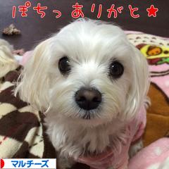 にほんブログ村 犬ブログ マルチーズへ