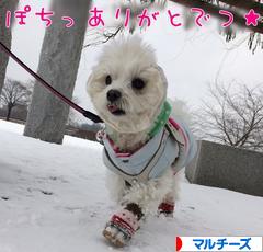 にほんブログ村 犬ブログ マルチーズへ