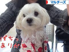 にほんブログ村 犬ブログ マルチーズへ