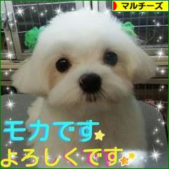 にほんブログ村 犬ブログ マルチーズへ