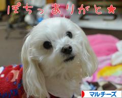 にほんブログ村 犬ブログ マルチーズへ