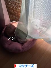 にほんブログ村 犬ブログ マルチーズへ