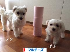 にほんブログ村 犬ブログ マルチーズへ