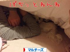 にほんブログ村 犬ブログ マルチーズへ