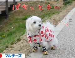 にほんブログ村 犬ブログ マルチーズへ