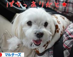 にほんブログ村 犬ブログ マルチーズへ