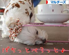 にほんブログ村 犬ブログ マルチーズへ