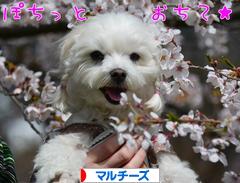 にほんブログ村 犬ブログ マルチーズへ