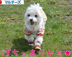 にほんブログ村 犬ブログ マルチーズへ