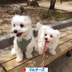 にほんブログ村 犬ブログ マルチーズへ