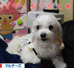 にほんブログ村 犬ブログ マルチーズへ