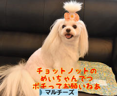 にほんブログ村 犬ブログ マルチーズへ