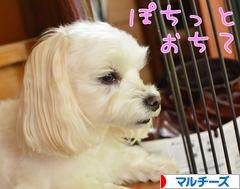 にほんブログ村 犬ブログ マルチーズへ