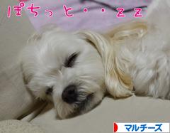 にほんブログ村 犬ブログ マルチーズへ