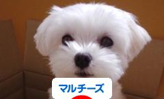にほんブログ村 犬ブログ マルチーズへ