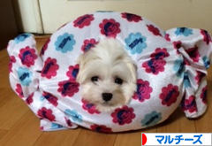 にほんブログ村 犬ブログ マルチーズへ
