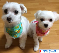 にほんブログ村 犬ブログ マルチーズへ