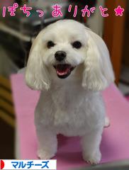にほんブログ村 犬ブログ マルチーズへ