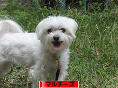 にほんブログ村 犬ブログ マルチーズへ