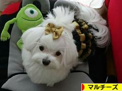 にほんブログ村 犬ブログ マルチーズへ
