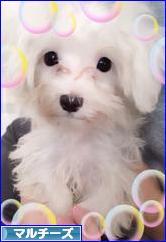 にほんブログ村 犬ブログ マルチーズへ