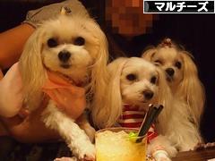 にほんブログ村 犬ブログ マルチーズへ