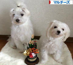 にほんブログ村 犬ブログ マルチーズへ