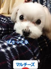 にほんブログ村 犬ブログ マルチーズへ