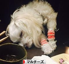 にほんブログ村 犬ブログ マルチーズへ