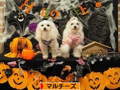 にほんブログ村 犬ブログ マルチーズへ