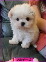 にほんブログ村 犬ブログ マルチーズへ