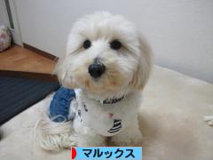 にほんブグ村 犬ブログ マルックスへ