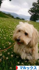 にほんブログ村 犬ブログ マルックスへ