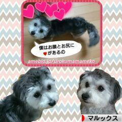 にほんブログ村 犬ブログ マルックスへ