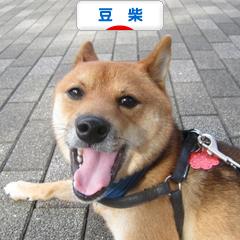 にほんブログ村 犬ブログ 豆柴犬へ