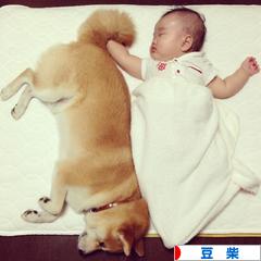 にほんブログ村 犬ブログ 豆柴犬へ