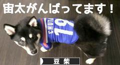 にほんブログ村 犬ブログ 豆柴犬へ
