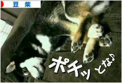 にほんブログ村 犬ブログ 豆柴犬へ