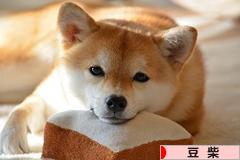 にほんブログ村 犬ブログ 豆柴犬へ