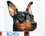 にほんブログ村 犬ブログ ミニピンへ