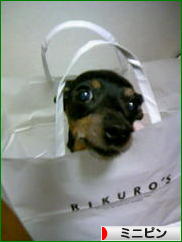 にほんブログ村 犬ブログ ミニピンへ