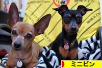 にほんブログ村 犬ブログ ミニピンへ
