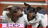 にほんブログ村 犬ブログ ミニピンへ