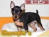 にほんブログ村 犬ブログ ミニピンへ