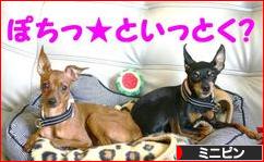 にほんブログ村 犬ブログ ミニピンへ