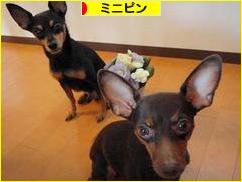 にほんブログ村 犬ブログ ミニピンへ