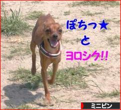 にほんブログ村 犬ブログ ミニピンへ